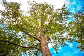 Best Tree and Shrub Care  in Temple, TX