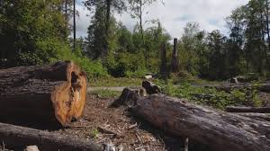 How Our Tree Care Process Works  in  Temple, TX