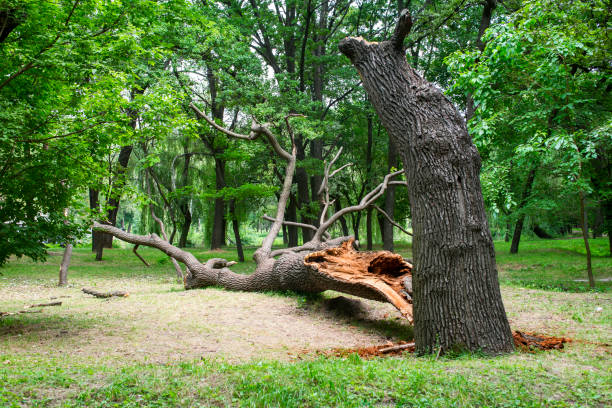Mulching Services in Temple, TX