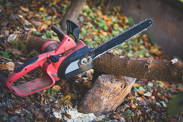 How Our Tree Care Process Works  in  Temple, TX